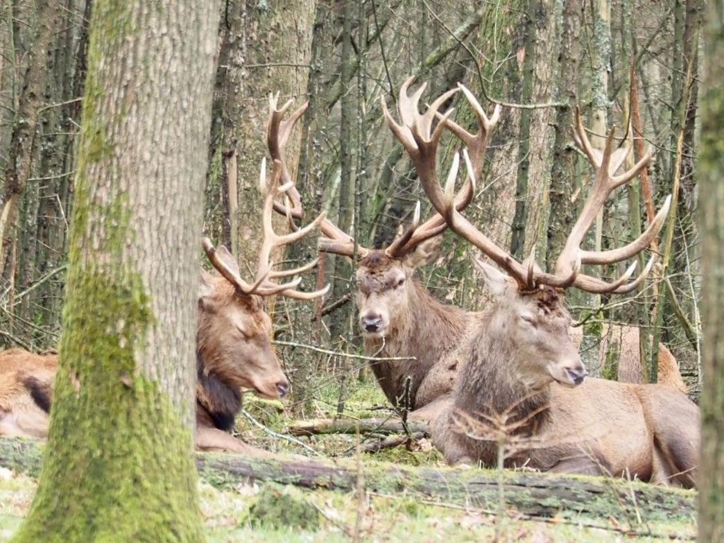 Вілла Royal Veluwe Пюттен Екстер'єр фото
